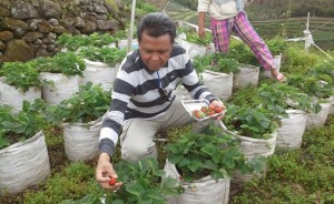 liburan agrowisata di Muntea, Desa Bonto Lojong Kecamatan Ulu Ere, Bantaeng